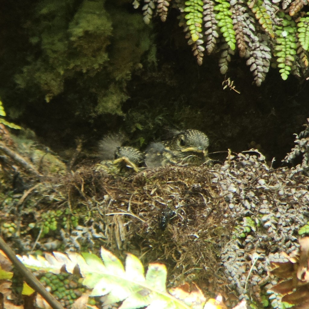 Puaiohi - ML644401731