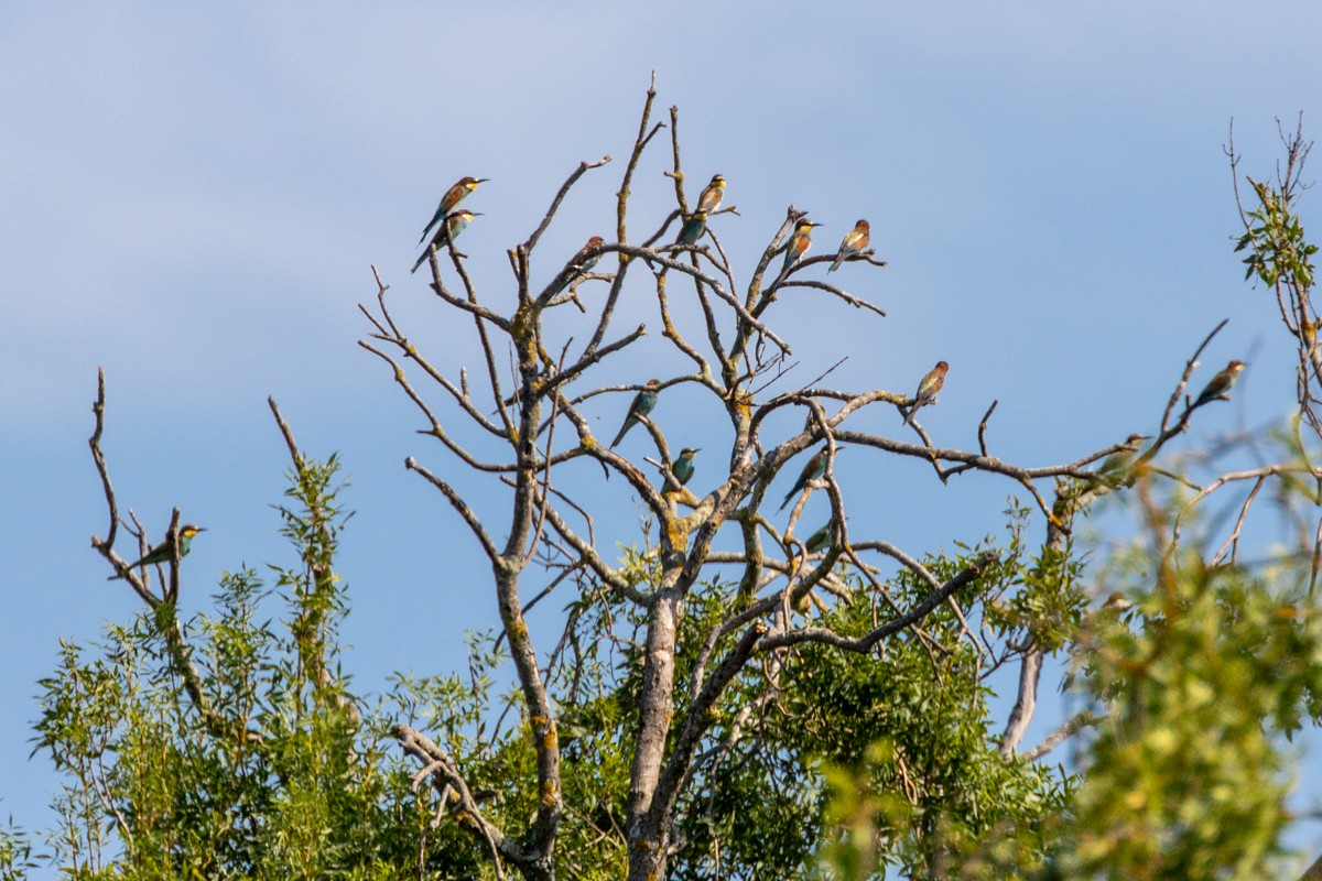 Золотистая щурка - ML644401734