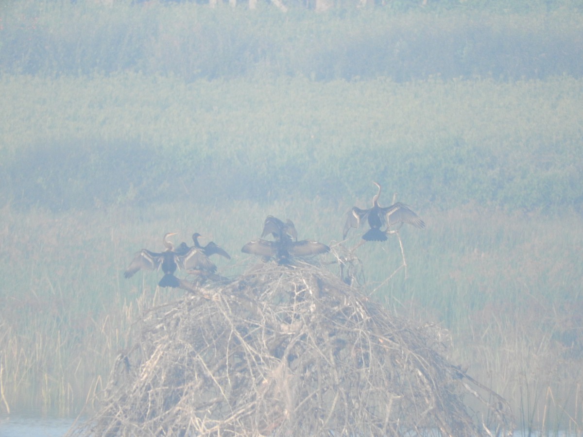 Oriental Darter - ML644401736