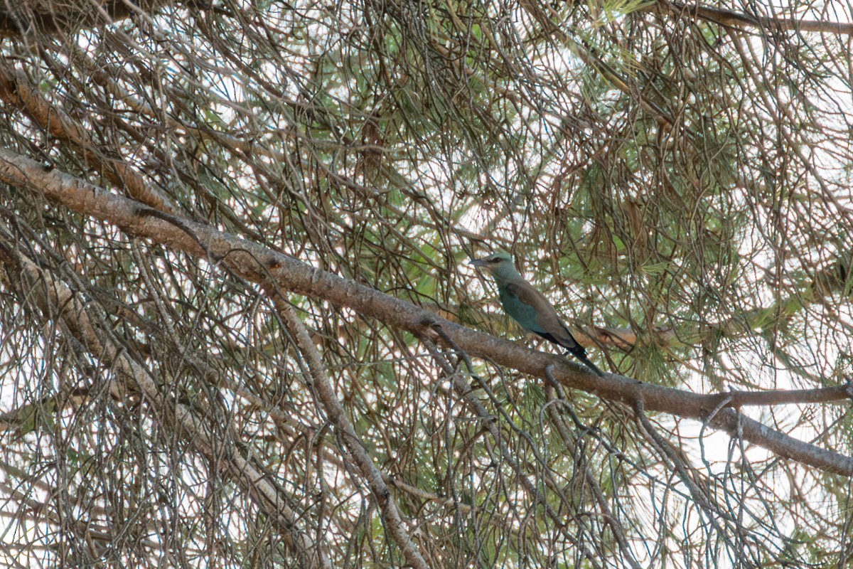 Сиворакша євразійська - ML644401738