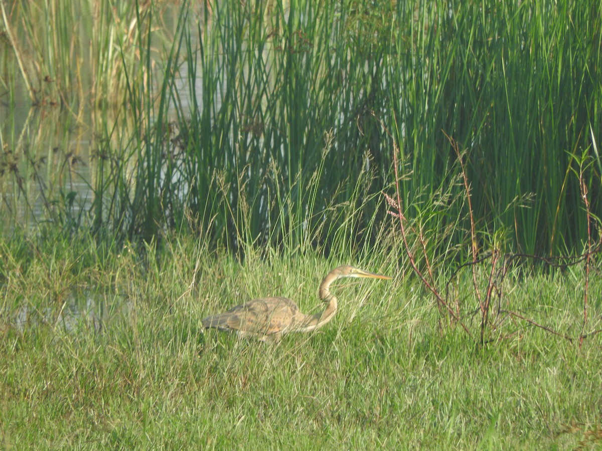 Purple Heron - ML644401744