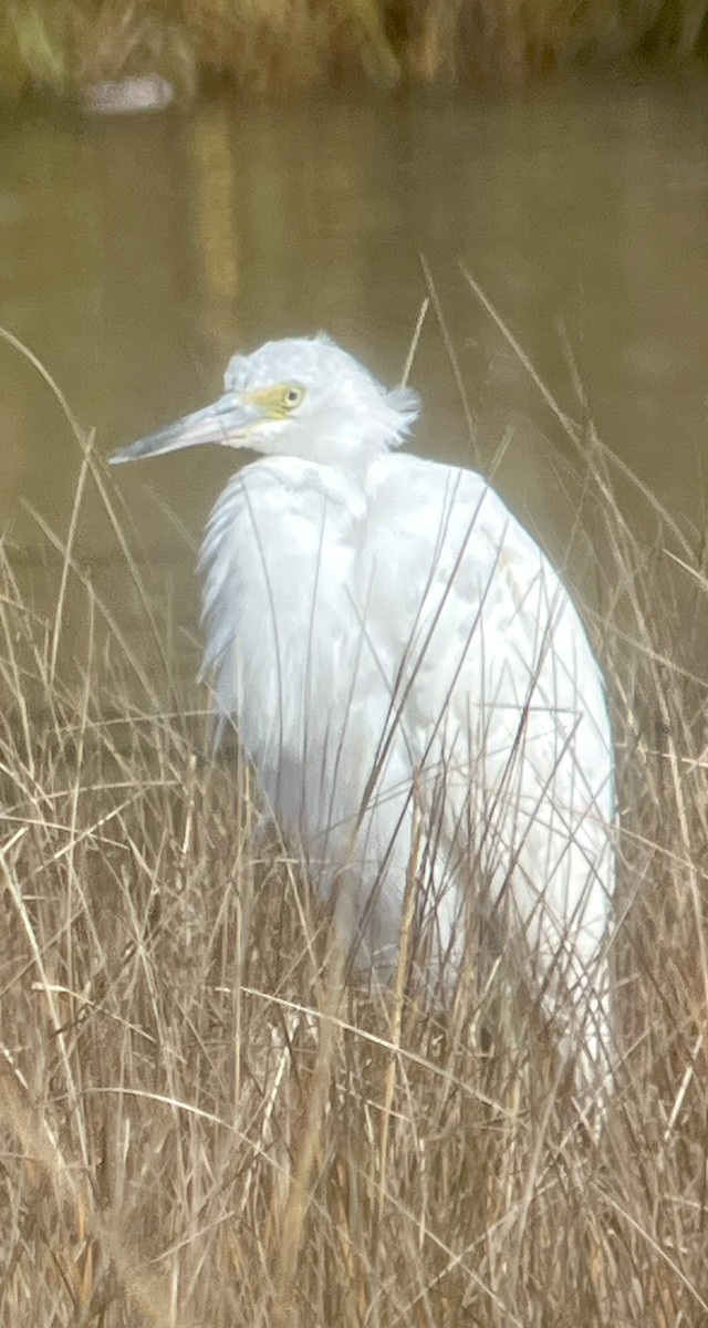 Little Blue Heron - ML644401760