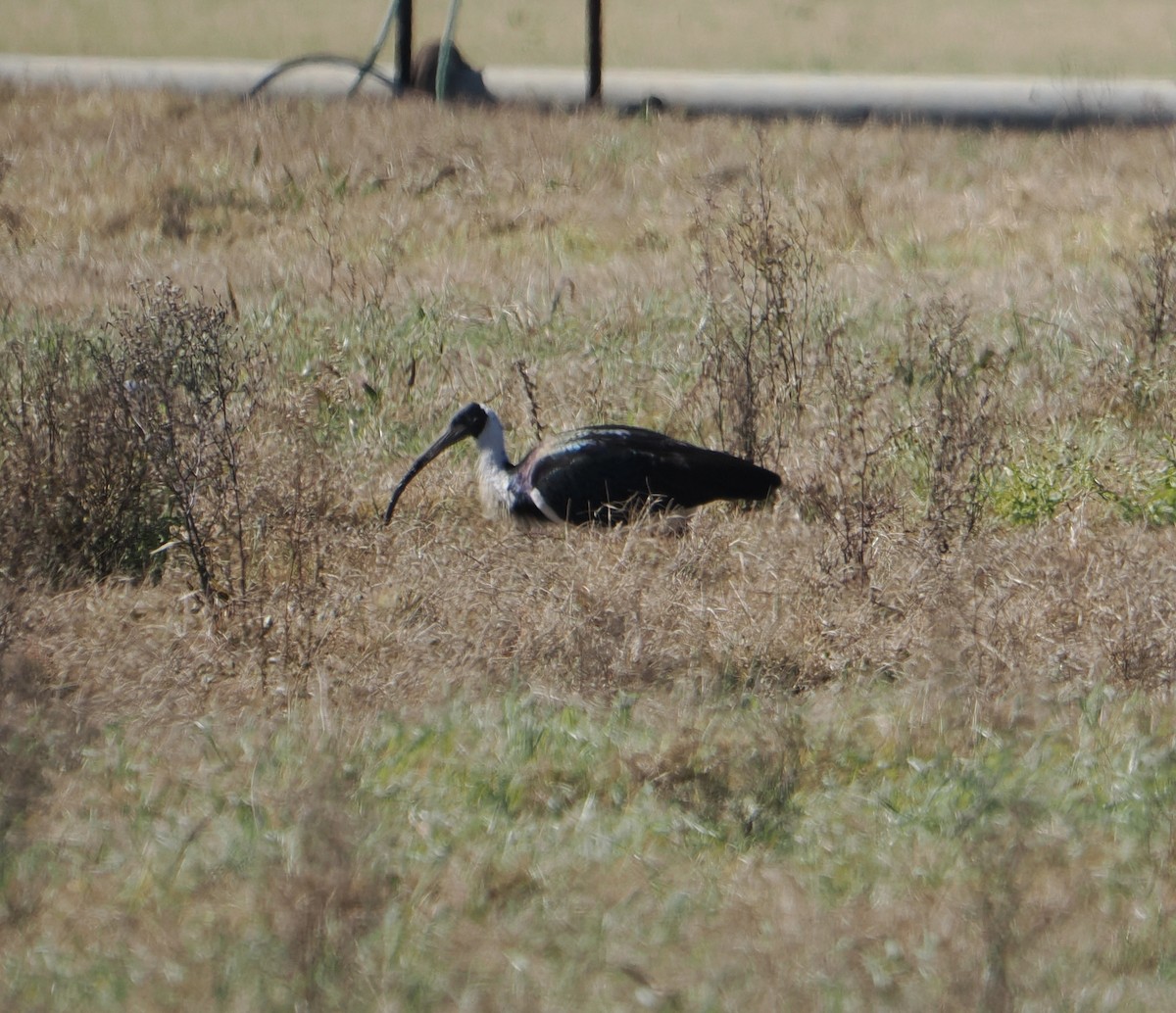 Straw-necked Ibis - ML644401775
