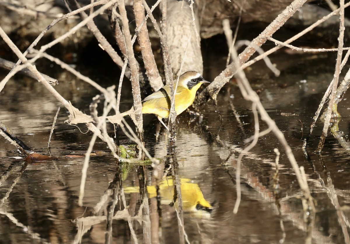 nordgulstrupe - ML644401790