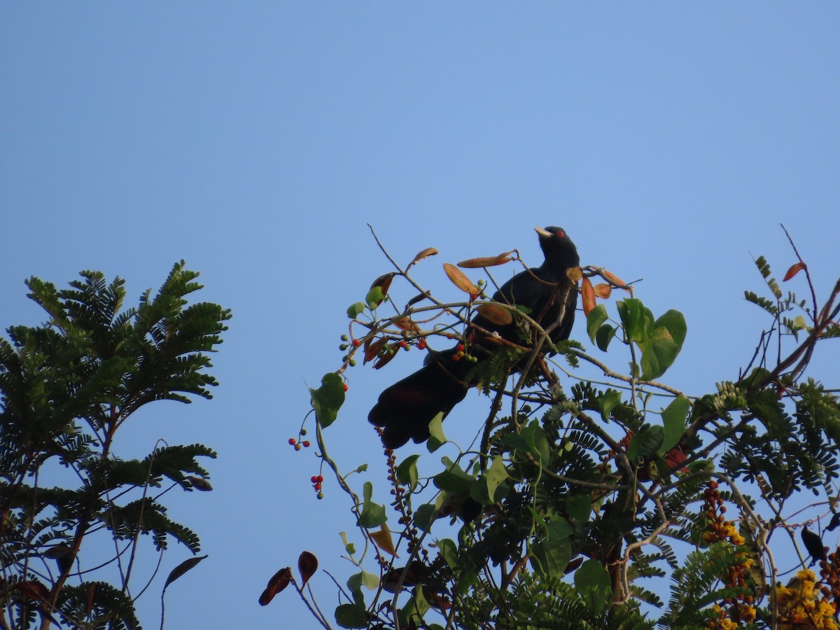 Asian Koel - ML644401791