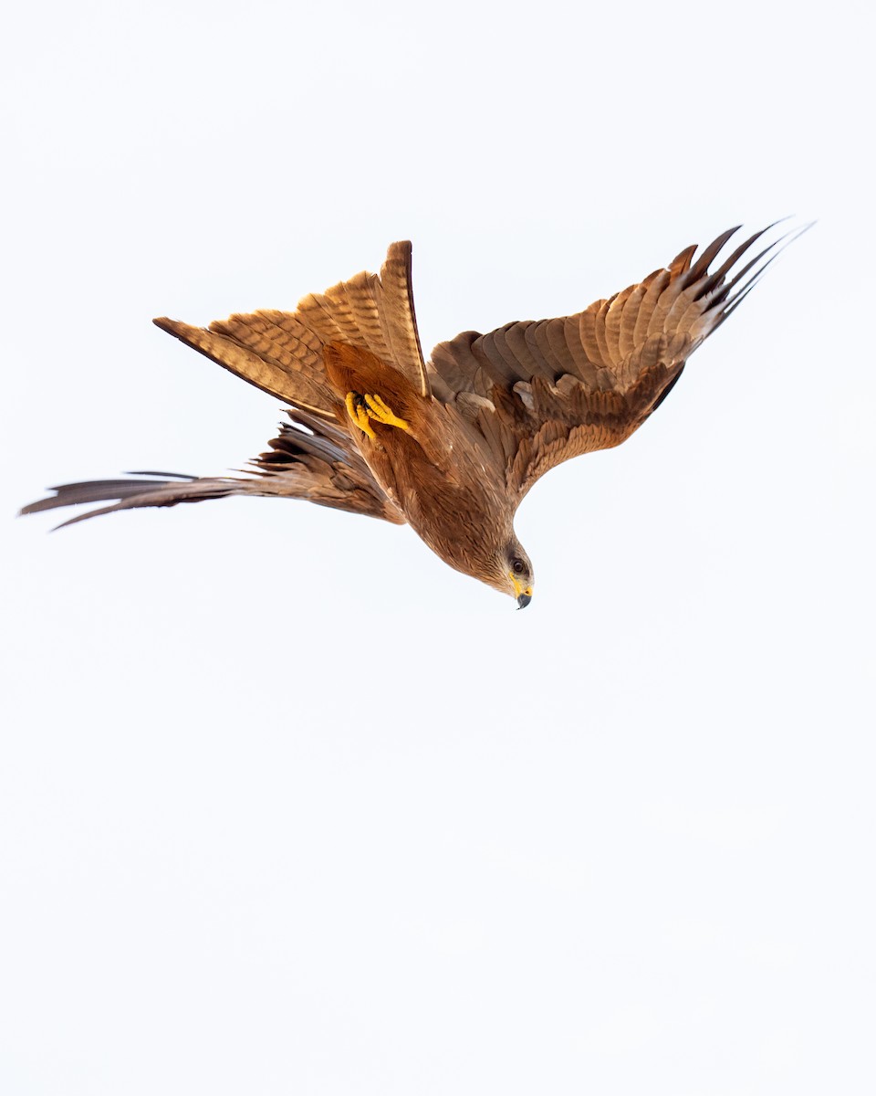 Сохор элээ - ML644401794