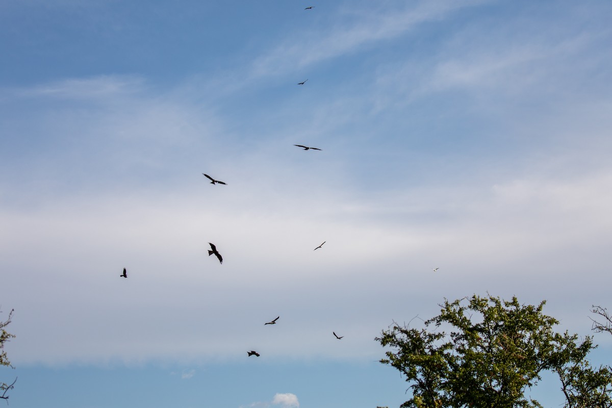 Сохор элээ - ML644401795