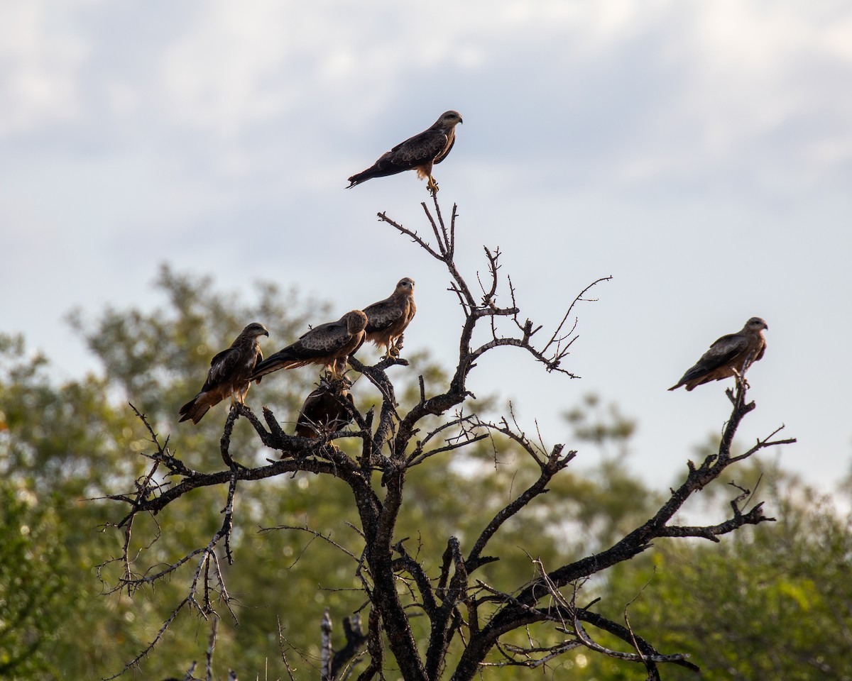 Сохор элээ - ML644401796