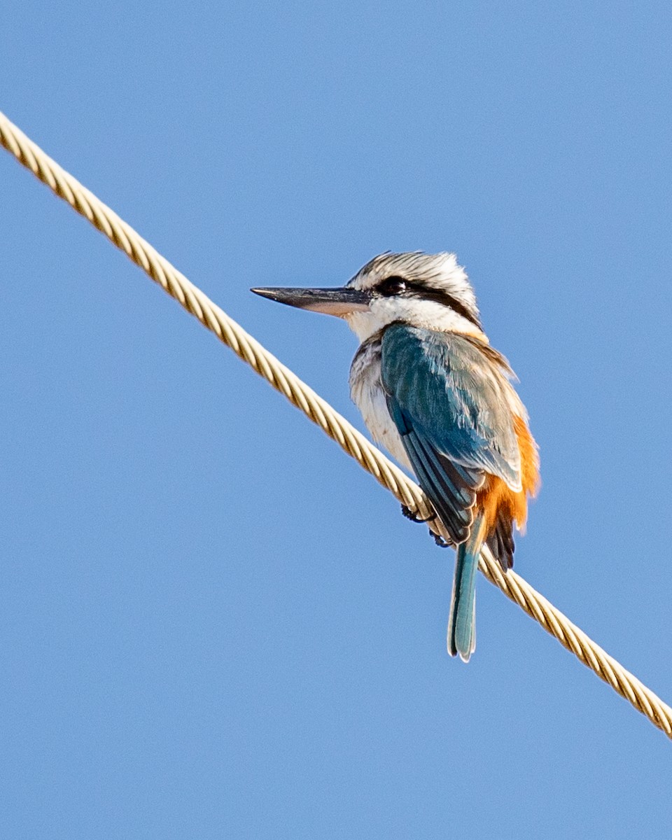 Альціон рудогузий - ML644401805