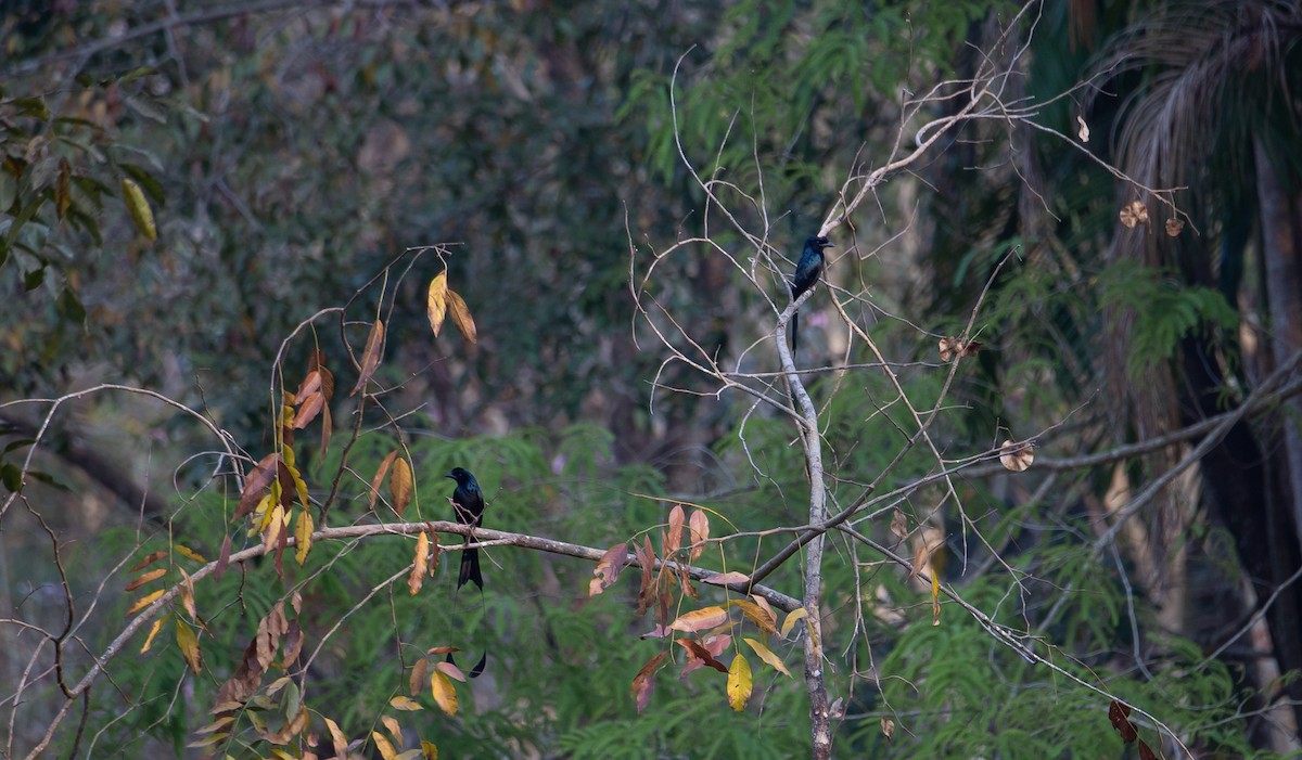 dragedrongo - ML644401813