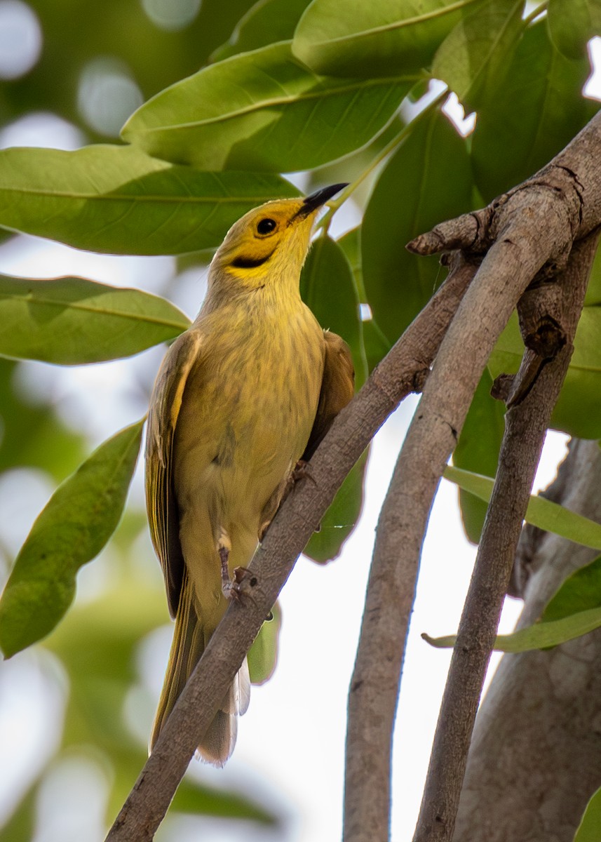 gulstenkhonningeter - ML644401814