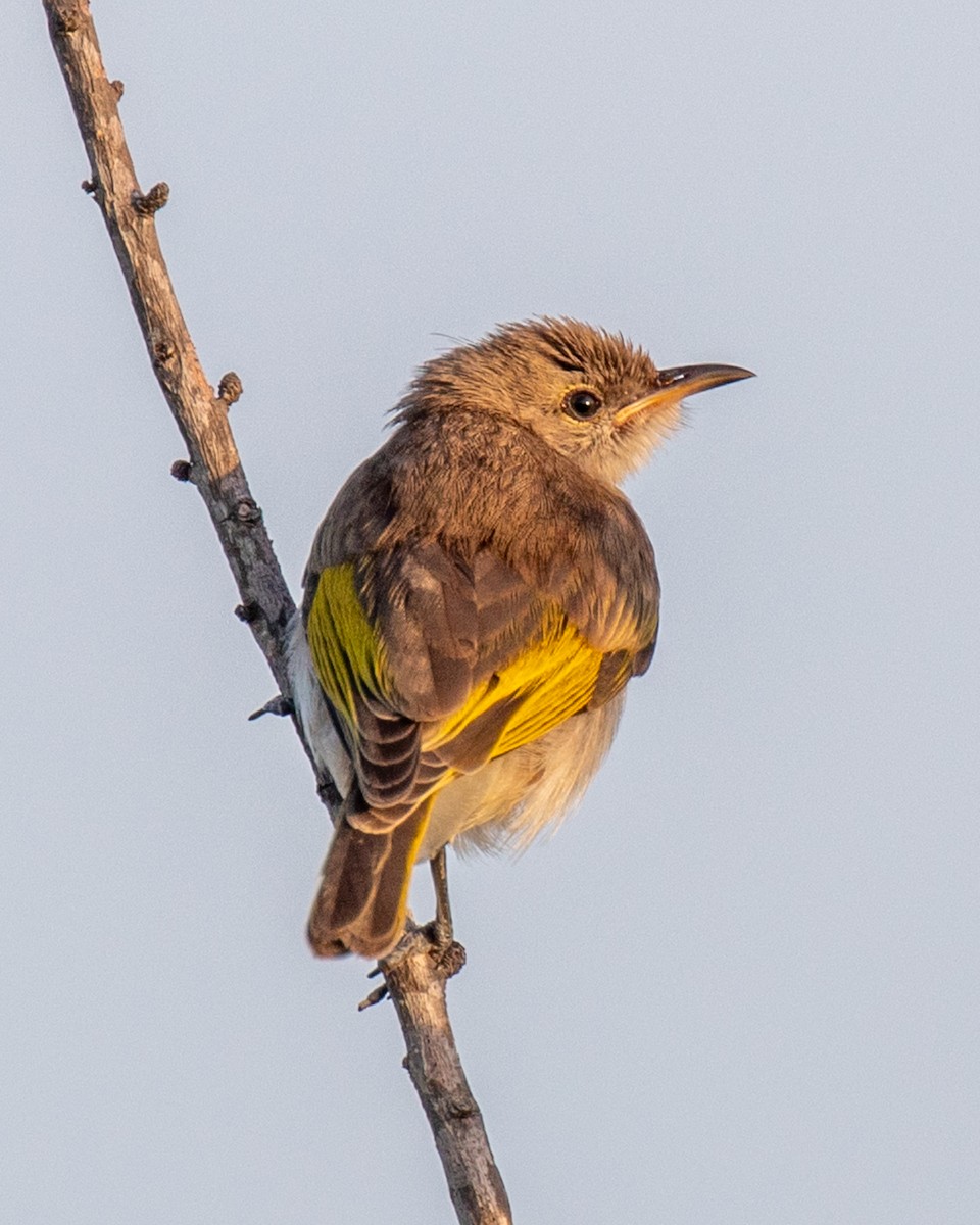 Méliphage à gorge rousse - ML644401815