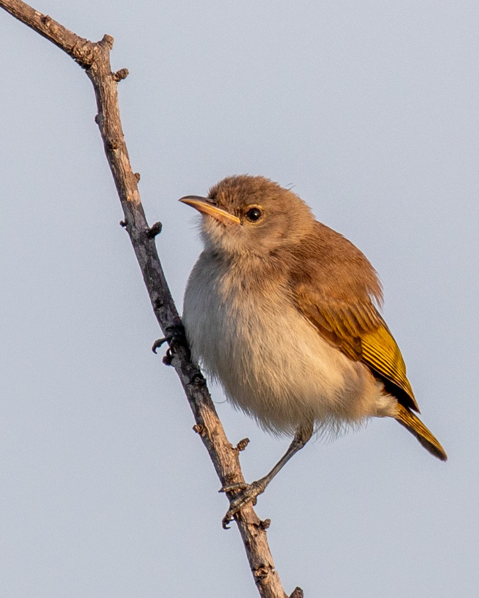 Méliphage à gorge rousse - ML644401816