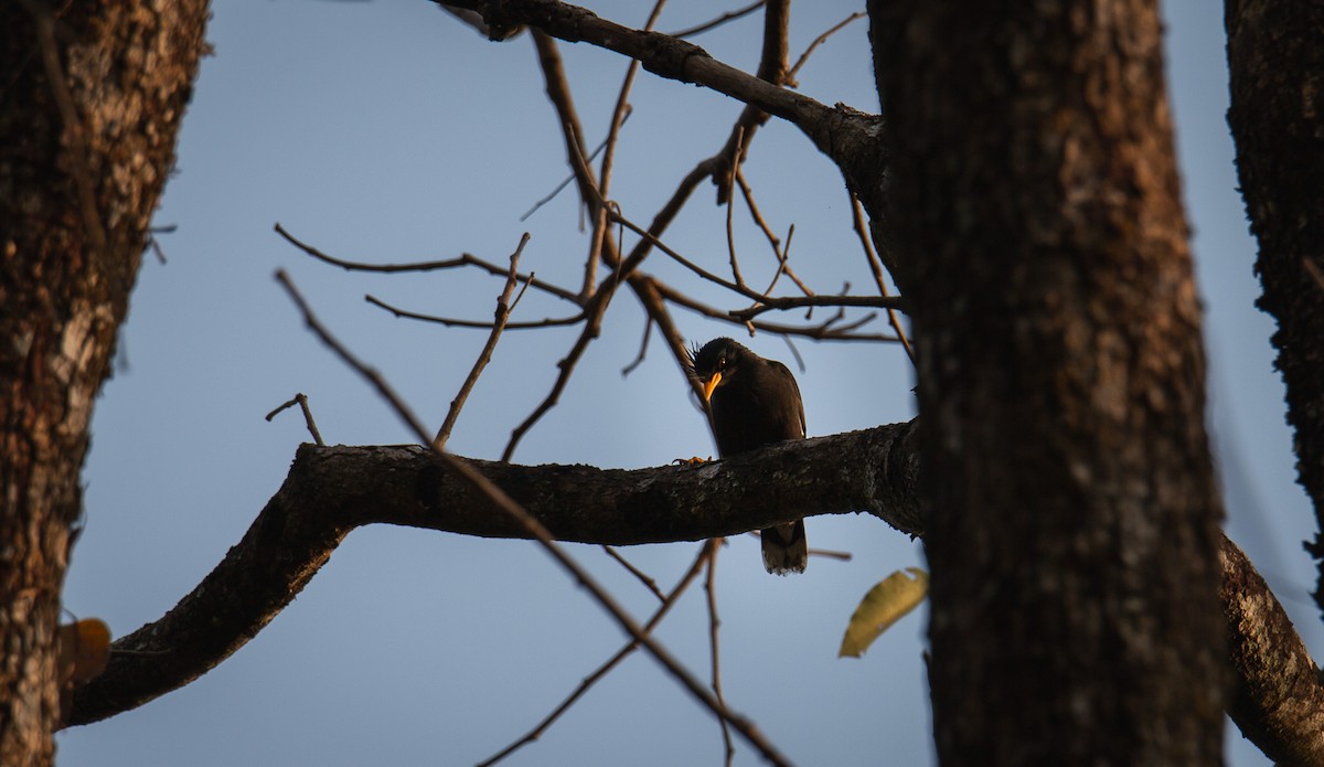 engstær - ML644401822