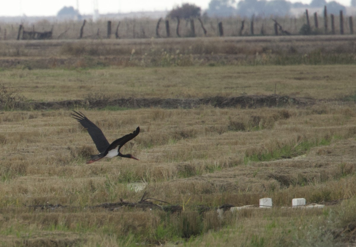 Black Stork - ML644401824