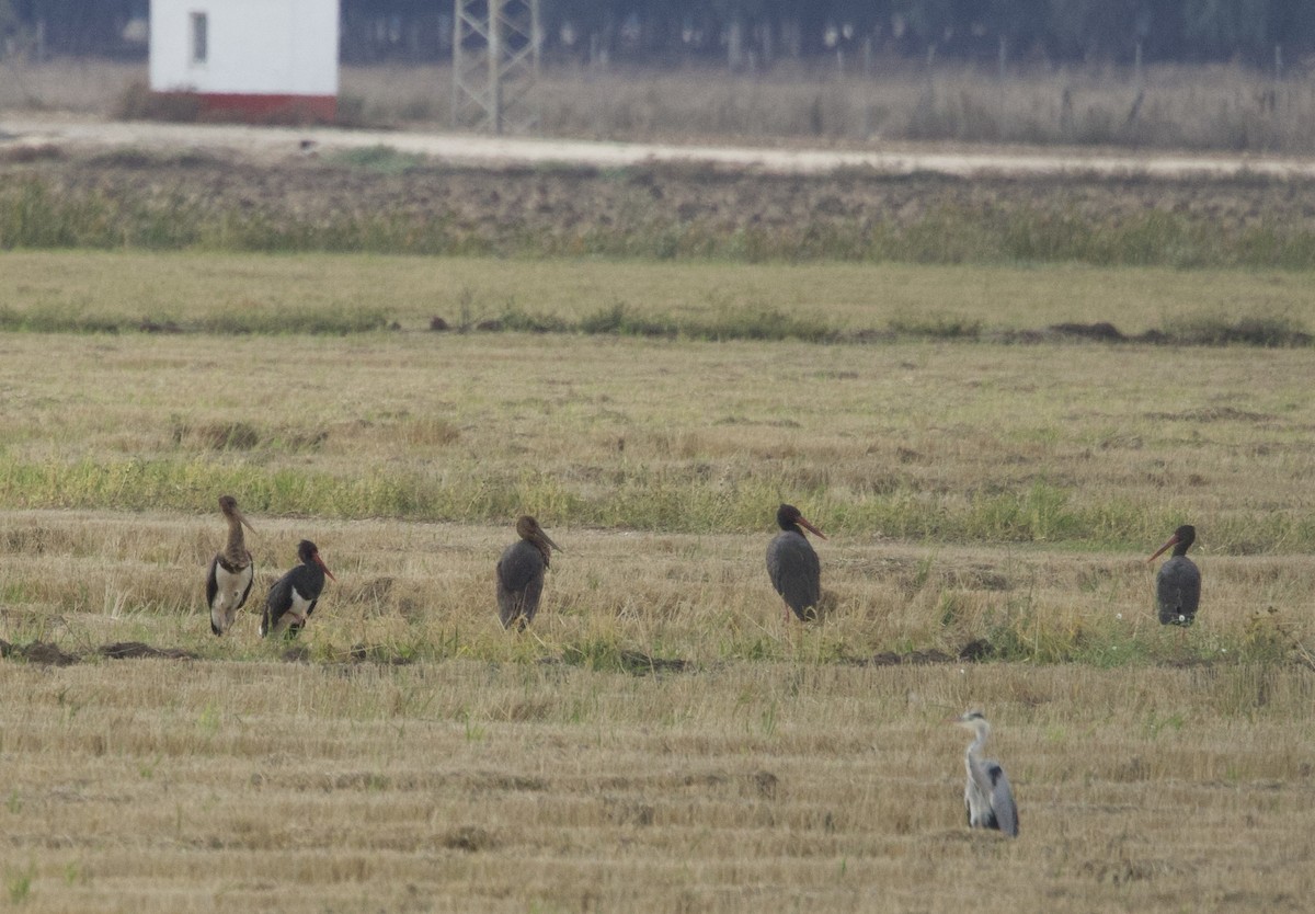 Black Stork - ML644401825