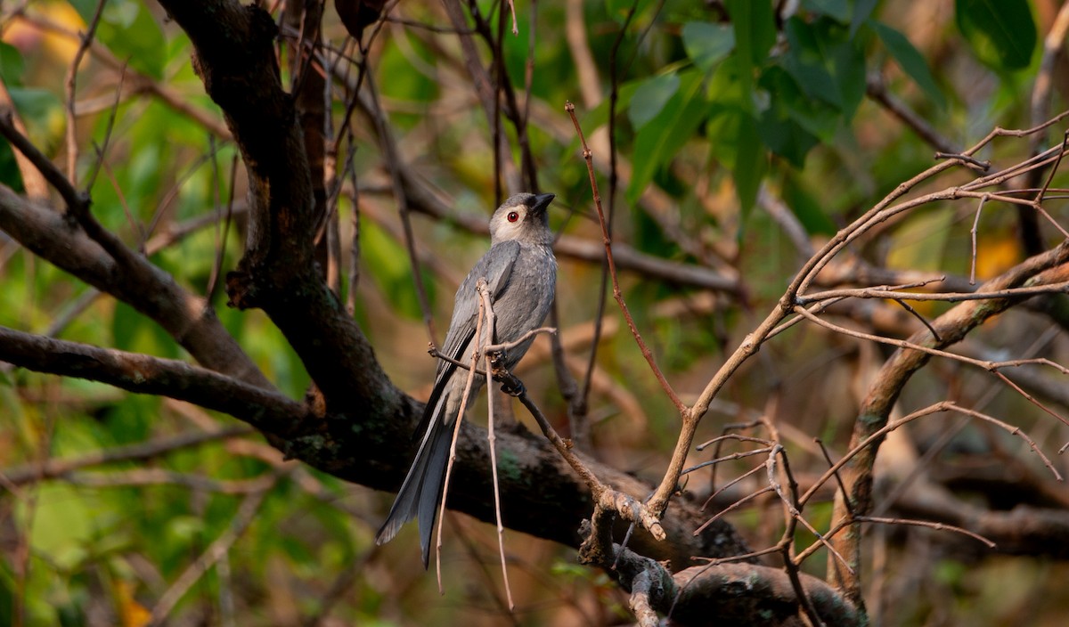 askedrongo (leucogenis) - ML644401828