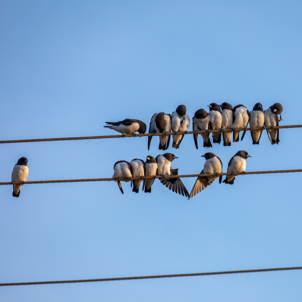 White-breasted Woodswallow - ML644401829