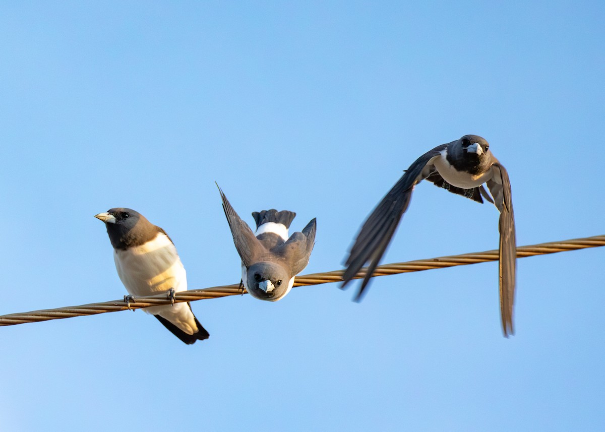 White-breasted Woodswallow - ML644401830