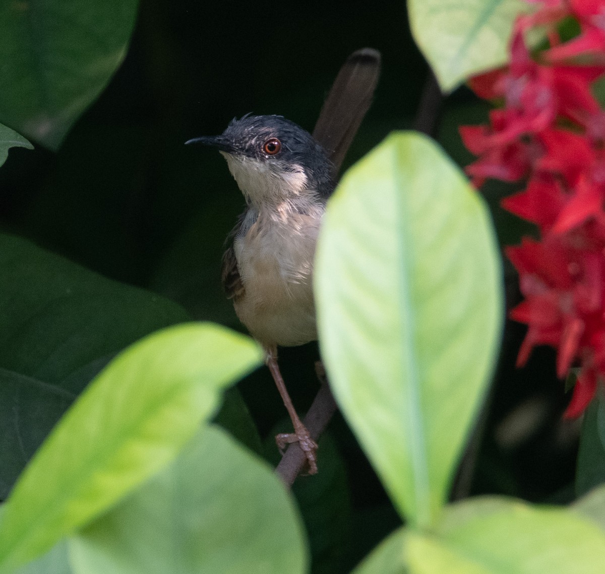 Prinia Cenicienta - ML644401836