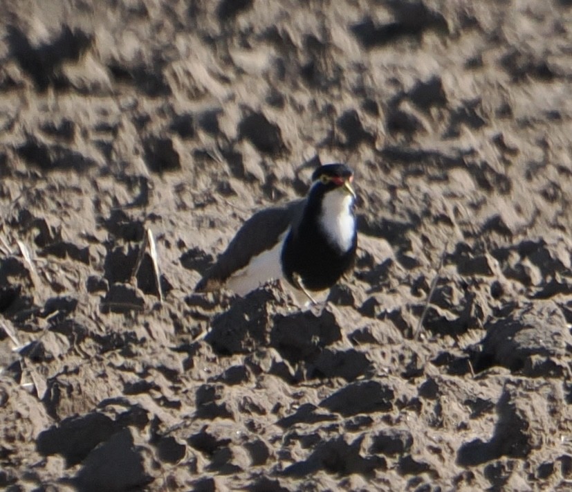 ムナオビトサカゲリ - ML644401838