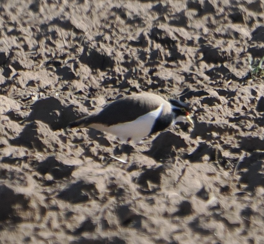 ムナオビトサカゲリ - ML644401839