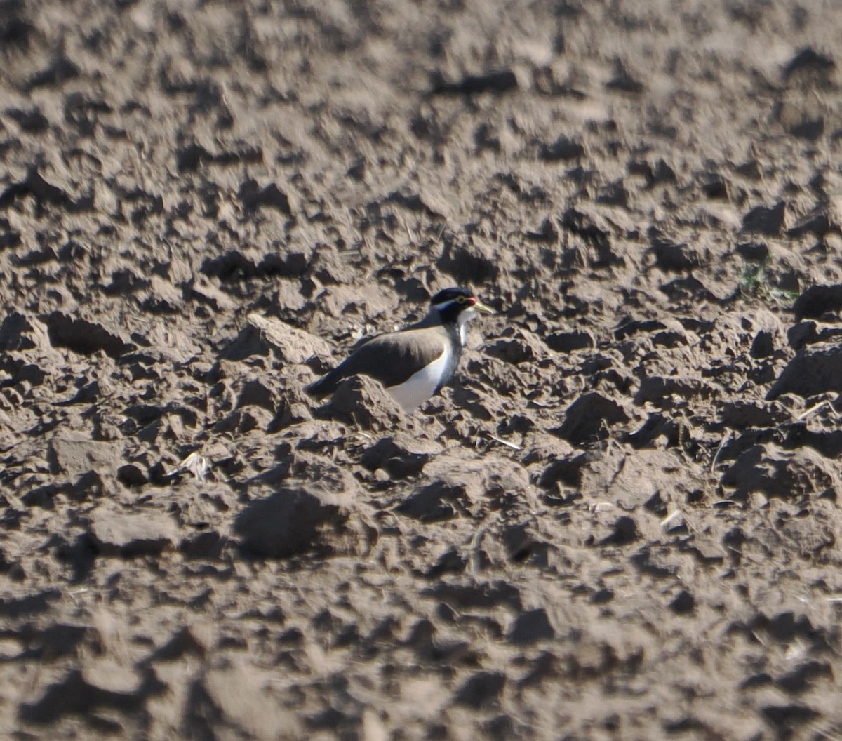 ムナオビトサカゲリ - ML644401840