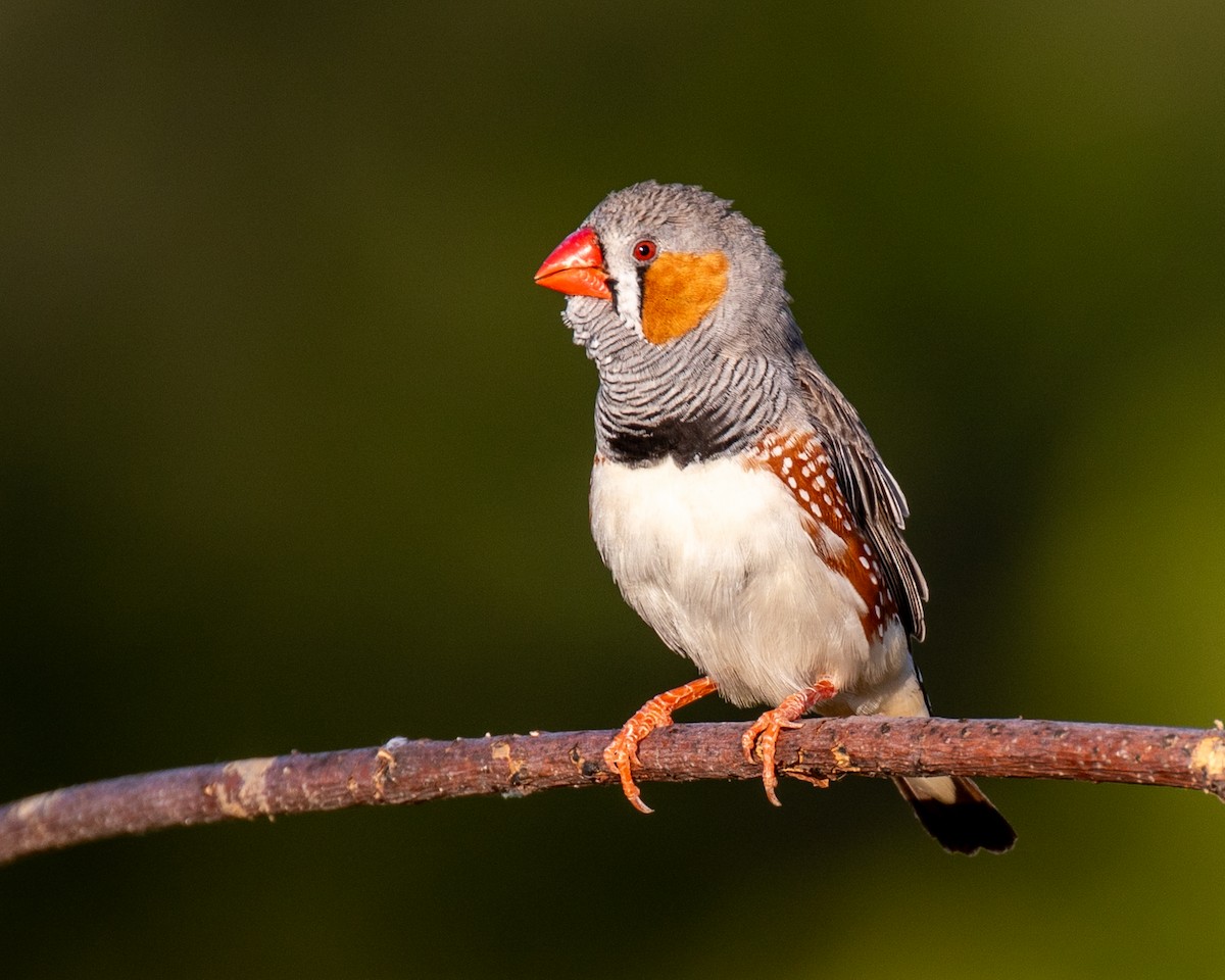 Diamant mandarin - ML644401841