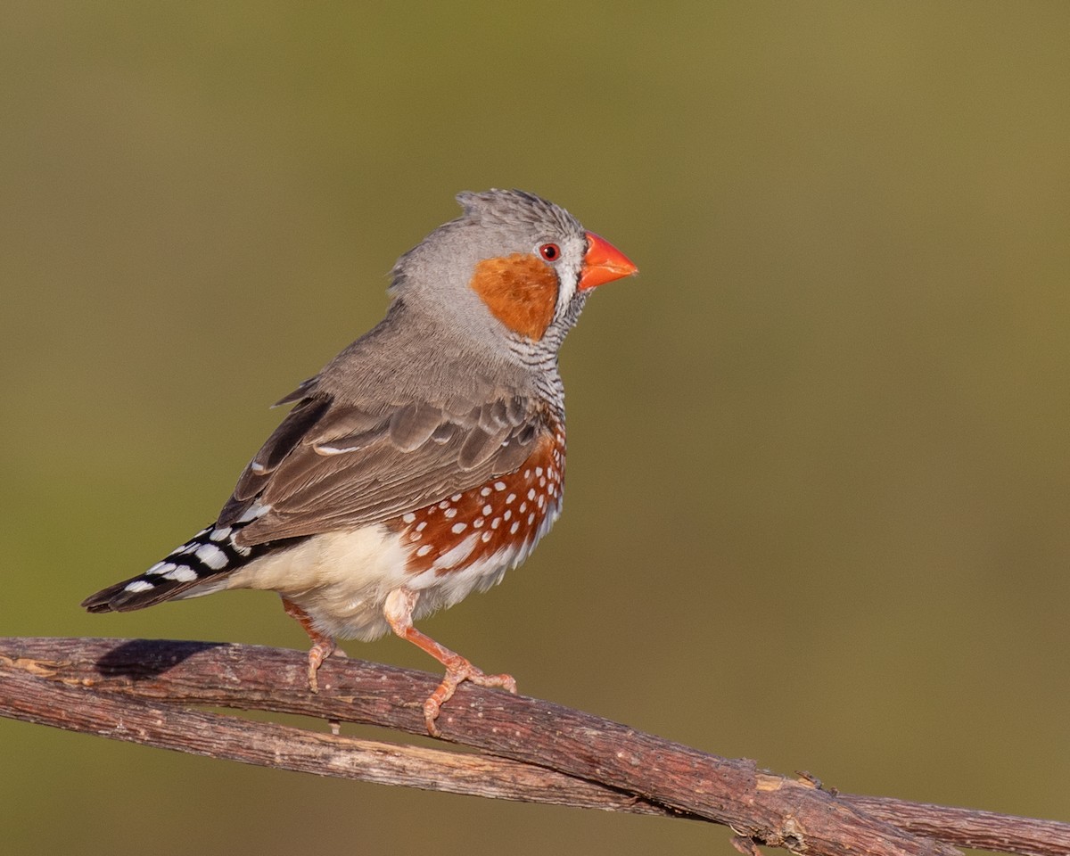 Diamant mandarin - ML644401842