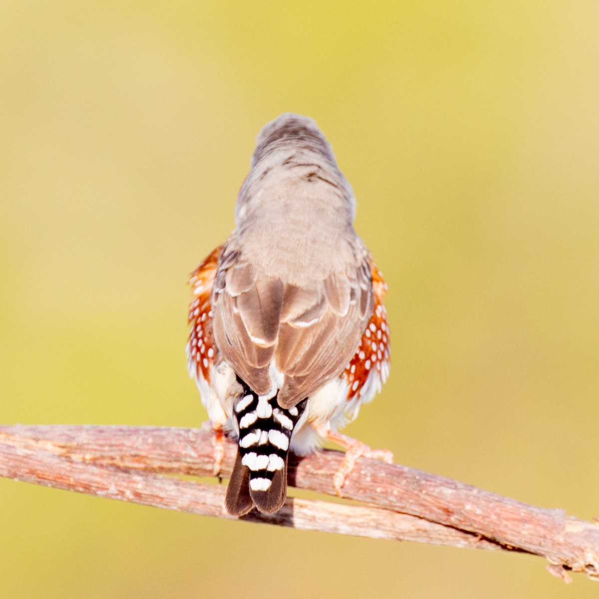 Diamant mandarin - ML644401843