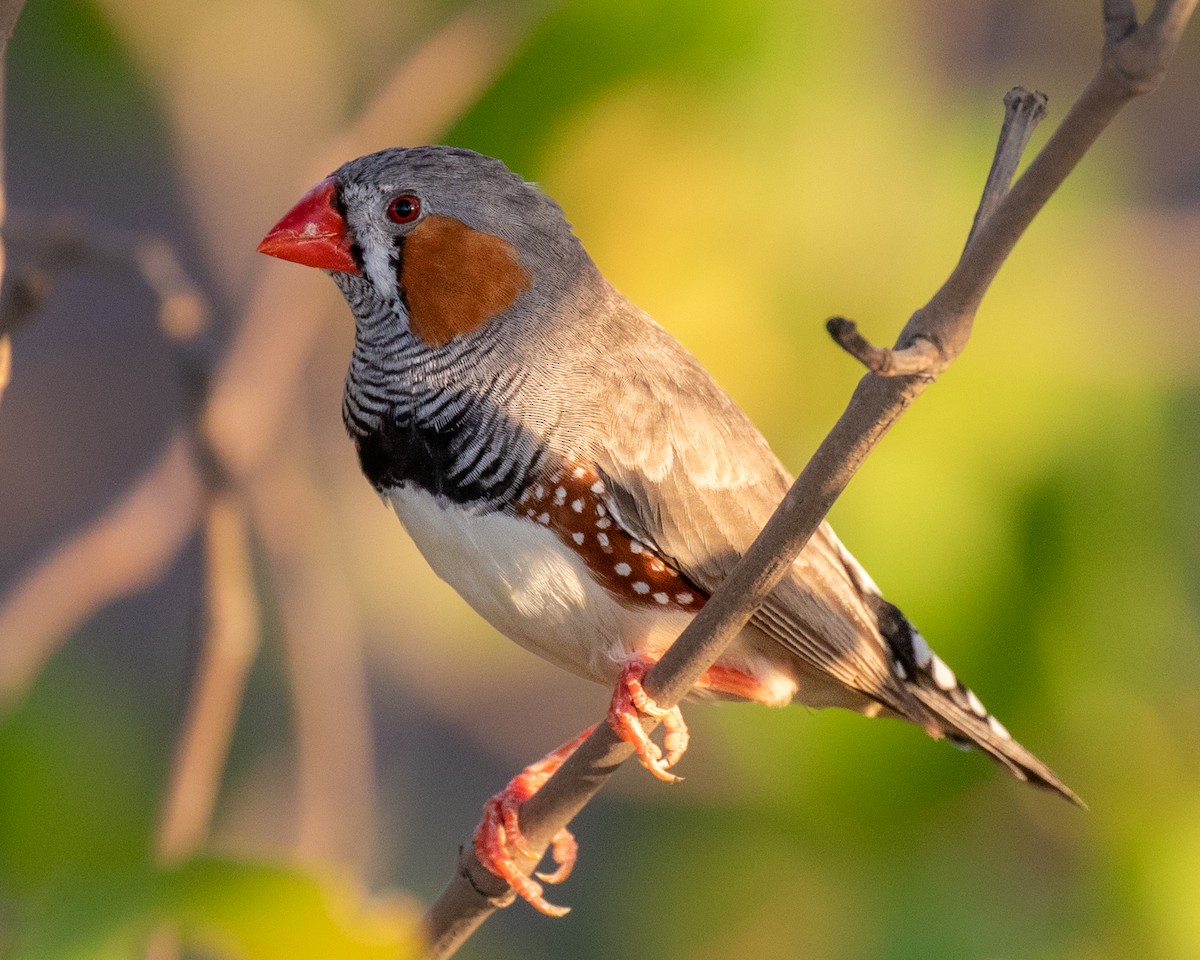 Diamant mandarin - ML644401844