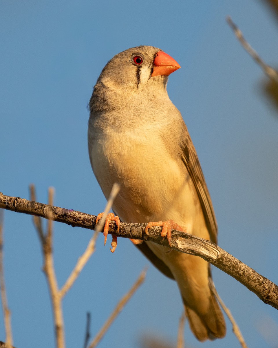 Diamant mandarin - ML644401845