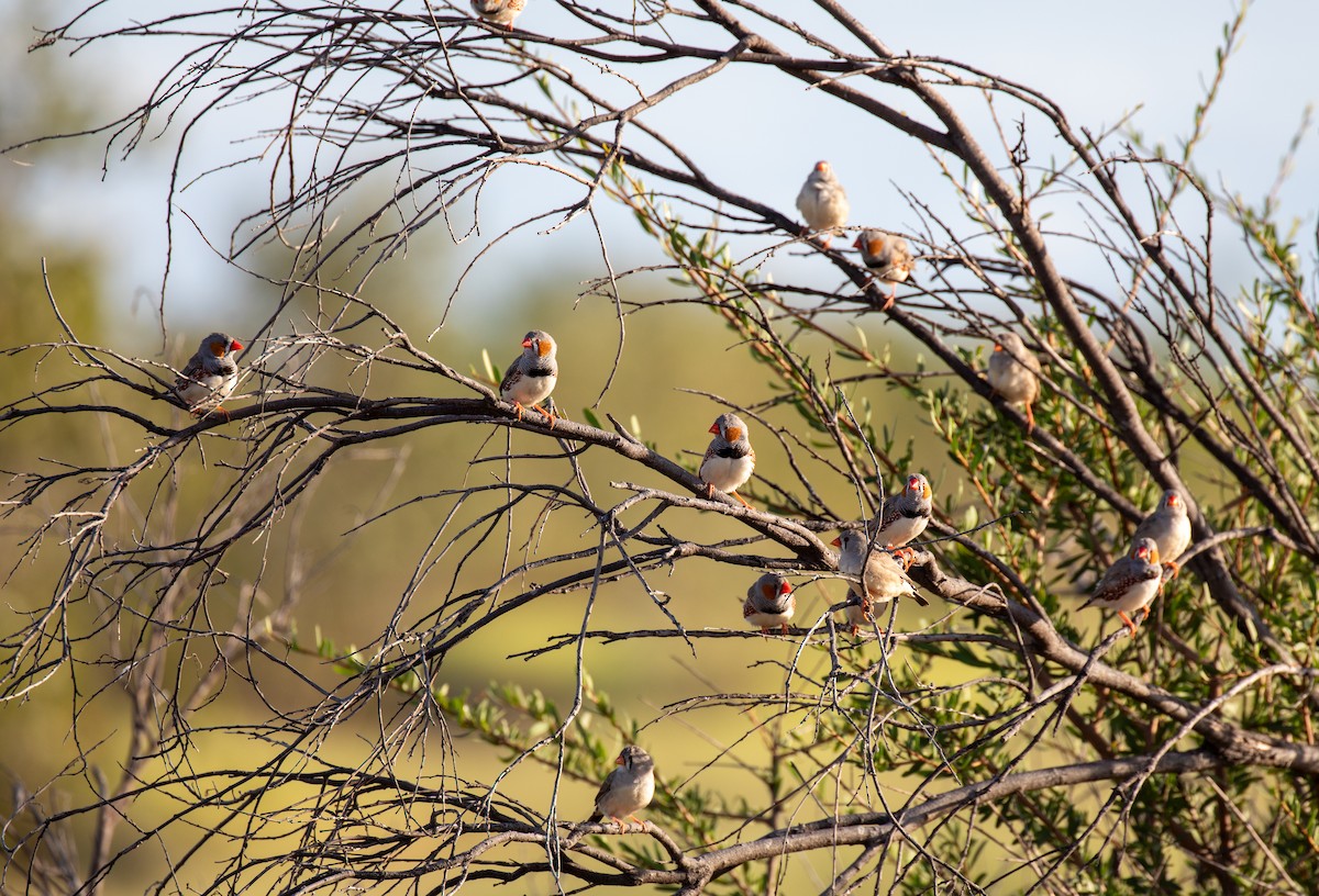 Diamant mandarin - ML644401846