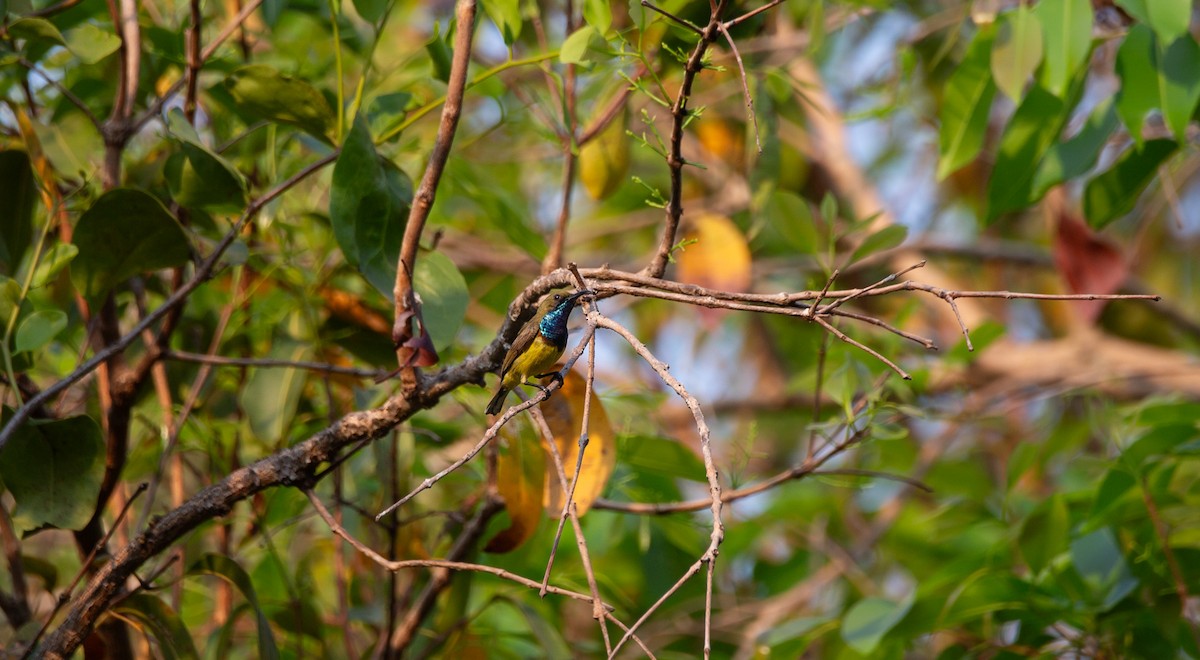 parksolfugl - ML644401851