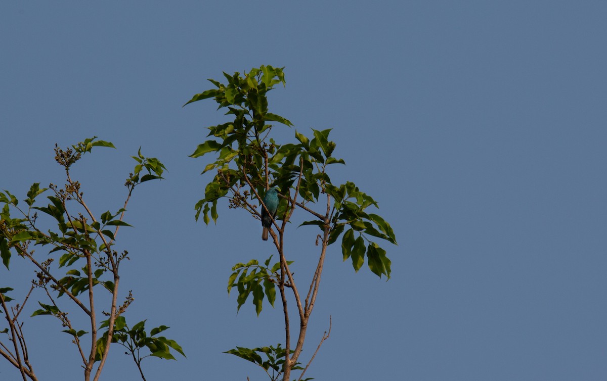 talassinfluesnapper - ML644401853