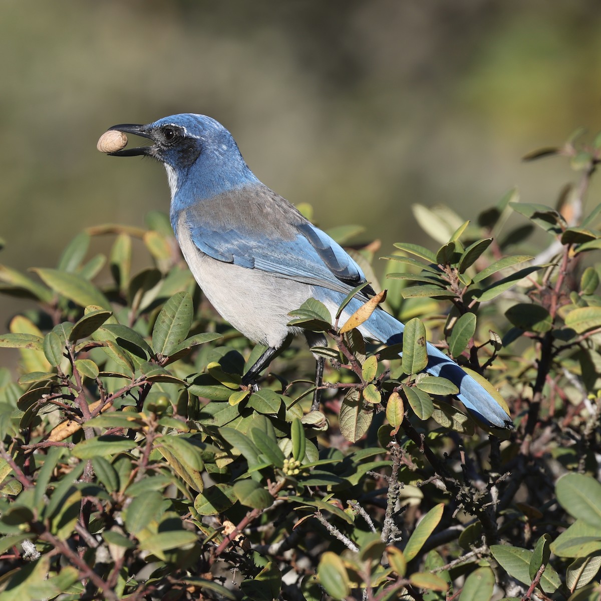 California Scrub-Jay - ML644401856