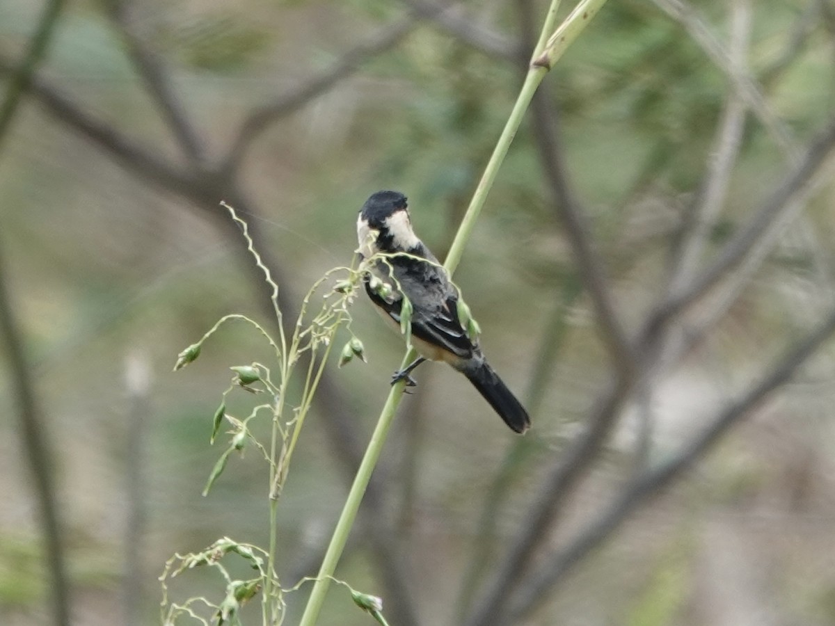 rustnakkefrøeter - ML644401864