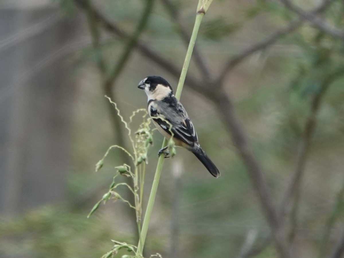 rustnakkefrøeter - ML644401865