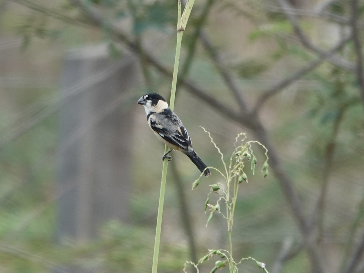 rustnakkefrøeter - ML644401866