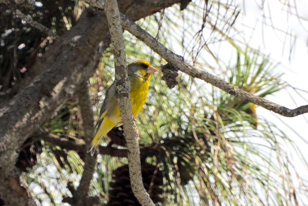 zvonek zelený - ML644401867