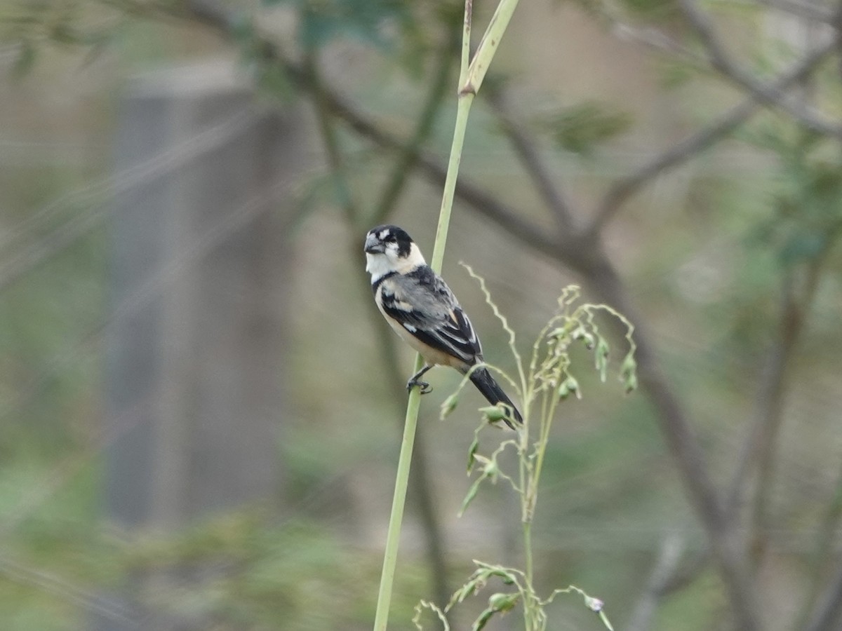 rustnakkefrøeter - ML644401868