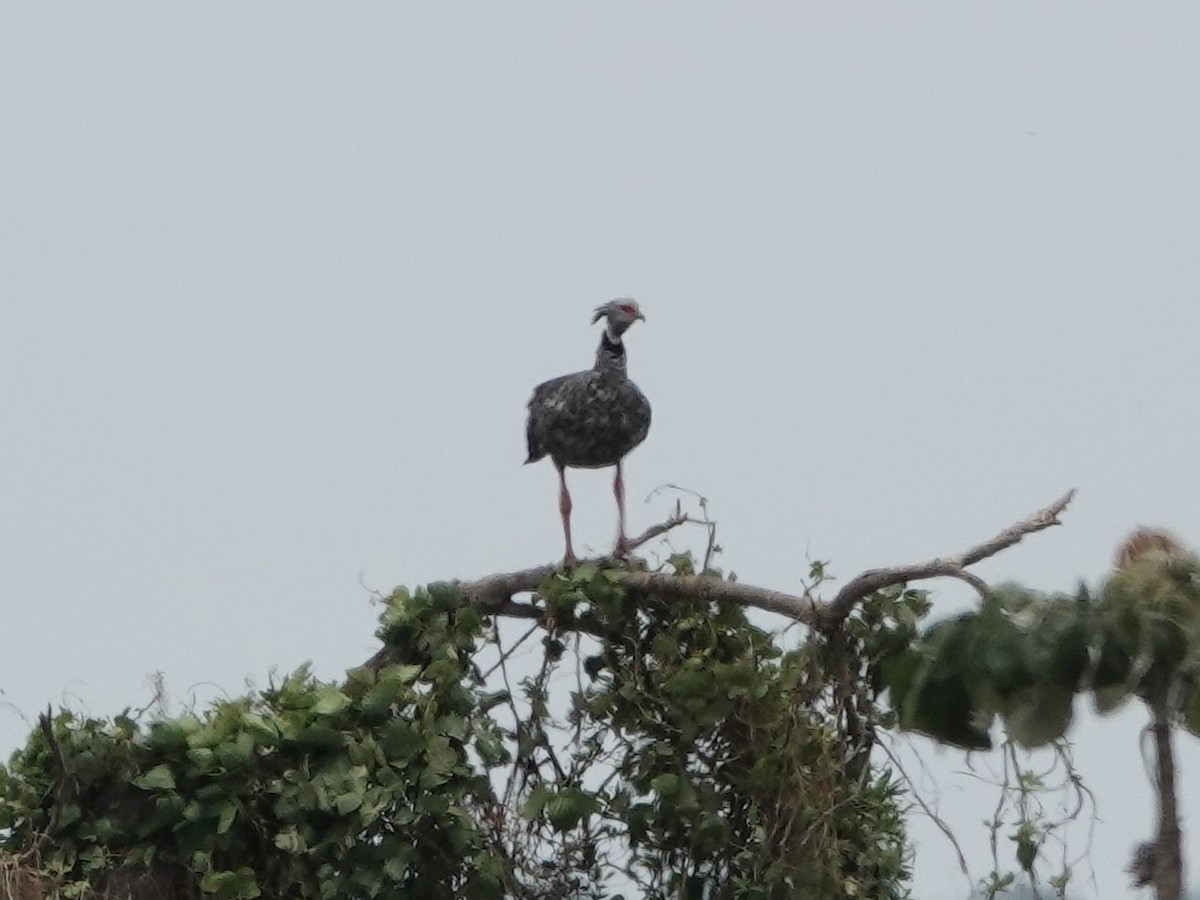 Southern Screamer - ML644401869