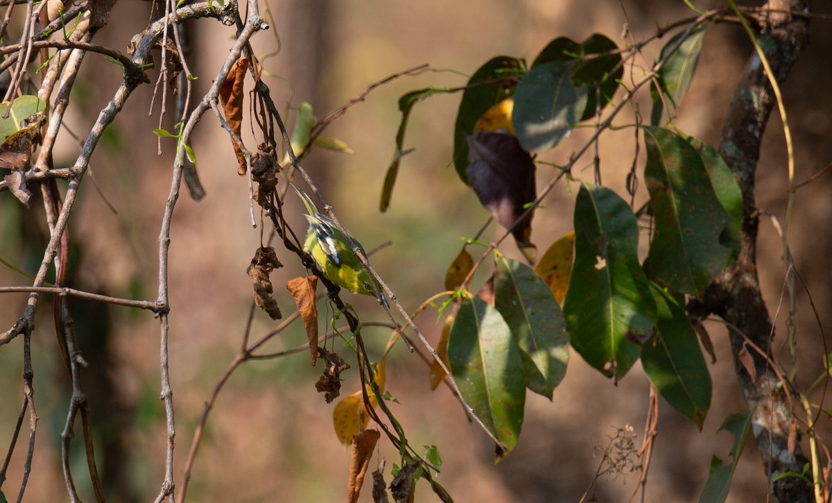 parkløvfugl - ML644401870