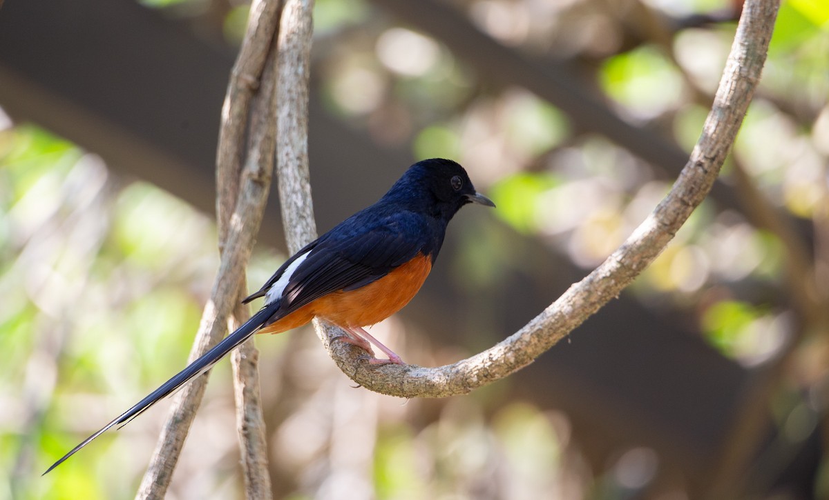 White-rumped Shama - ML644401876