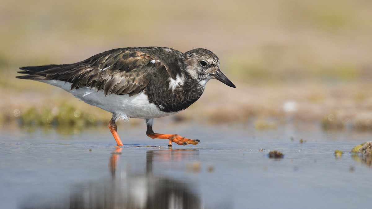 キョウジョシギ - ML644401877