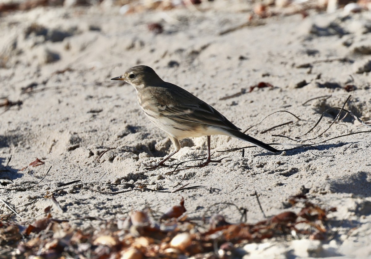 American Pipit - ML644401878