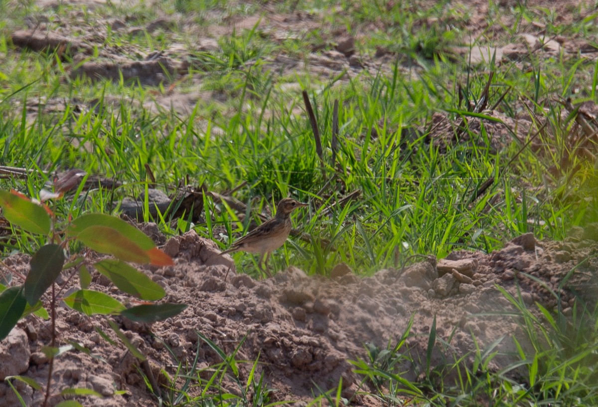 orientpiplerke - ML644401885