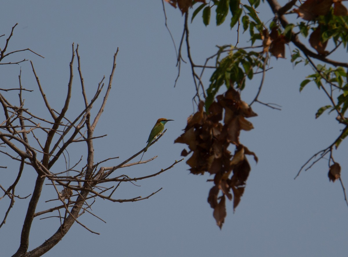 beryllbieter - ML644401886