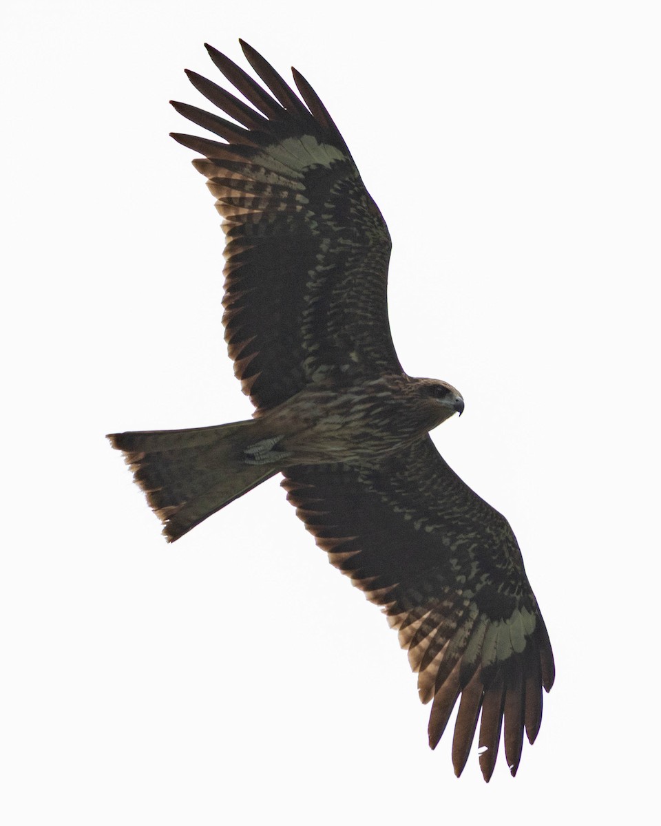 Сохор элээ - ML644401888