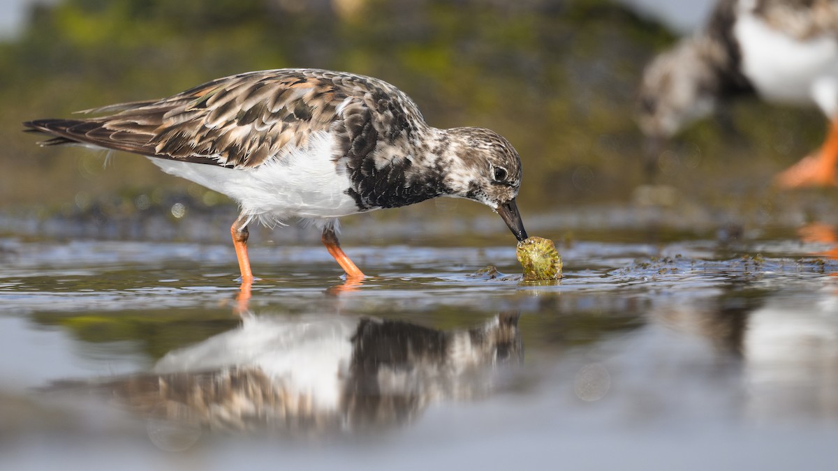 キョウジョシギ - ML644401891